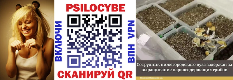 Галлюциногенные грибы Psilocybe  сколько стоит  Сунжа 